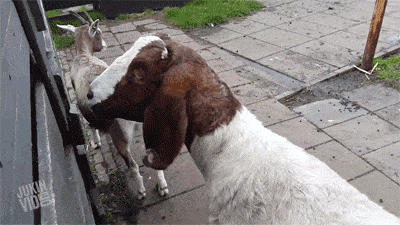 cabra.gif